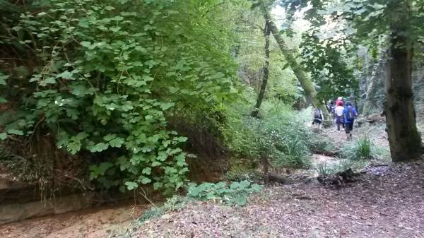Ancient oak tree in the forest near Podere Settefrati Tuscany