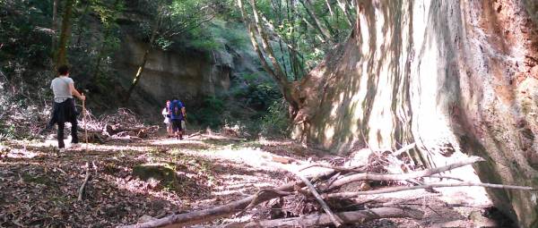 Autumn hike among trees and leaves near Podere Settefrati farmhouse