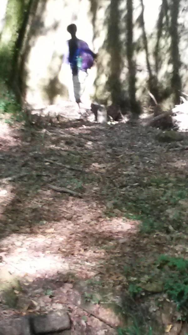 Shaded forest path surrounded by tall trees near Podere Settefrati Tuscany