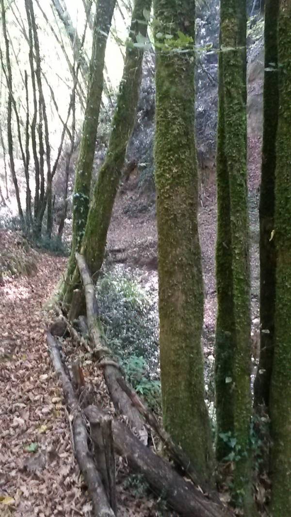 Hidden forest path surrounded by lush greenery near Podere Settefrati
