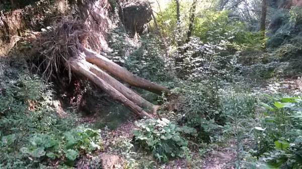 Nature trail with small stream and fallen trees near Podere Settefrati
