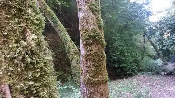 Nature walk through Tuscan woods starting from Podere Settefrati