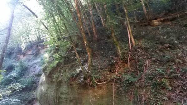 woodland-landscape-podere-settefrati